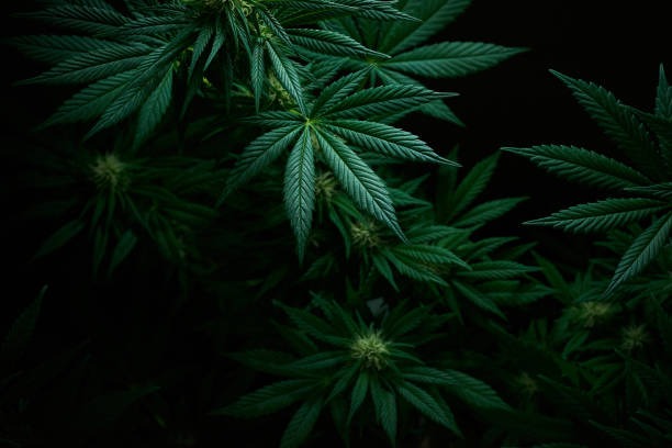 The Rise of THCA Flower and THC Vapes in the Cannabis Market
