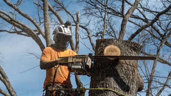 Professional Tree Cutting Service for Safe Property Care